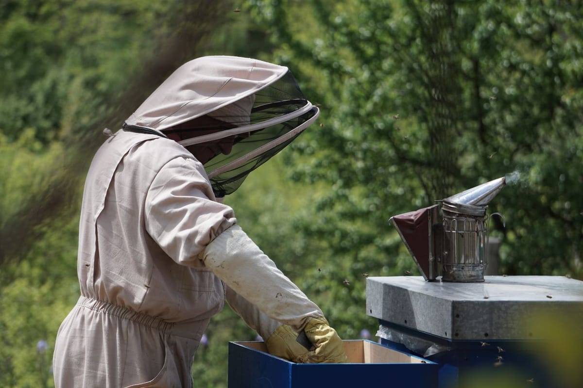 A beekeeper in protective gear tending an open hive, with a lit smoker resting alongside.