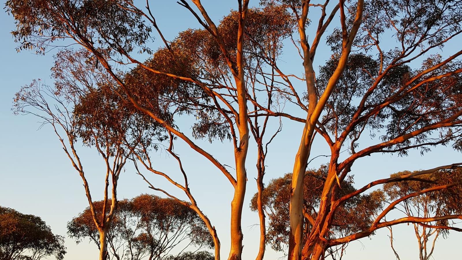 Eucalyptus trees lit gold by late afternoon sun in the Western Australian bush.